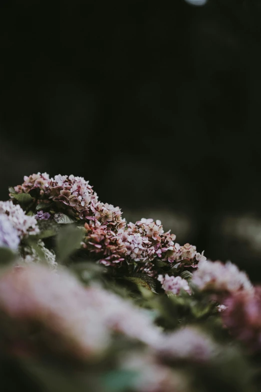 flowers growing out of the ground with a forest in the background