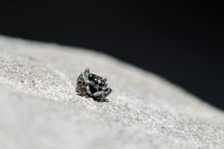 a small jumping spider on a concrete wall