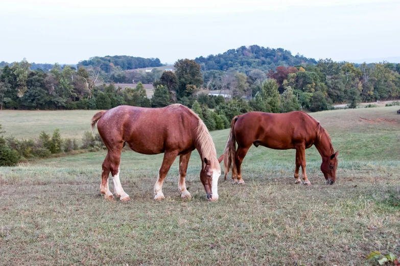 two horses graze on the grass in a field