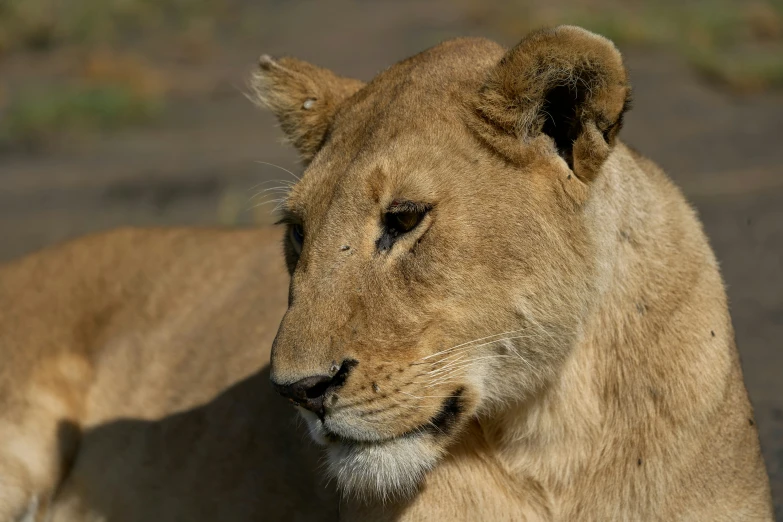 the lion is laying down in the sun