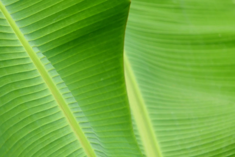 a close - up po of green leaves of a large, leaf - like plant