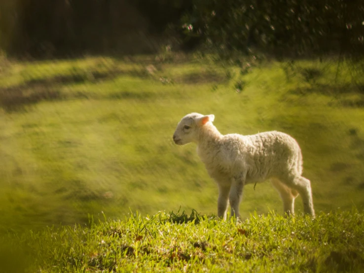 an adult sheep standing on a grass covered hill