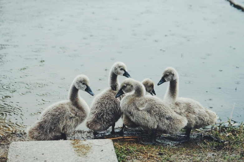 three baby ducks are in the water by themselves