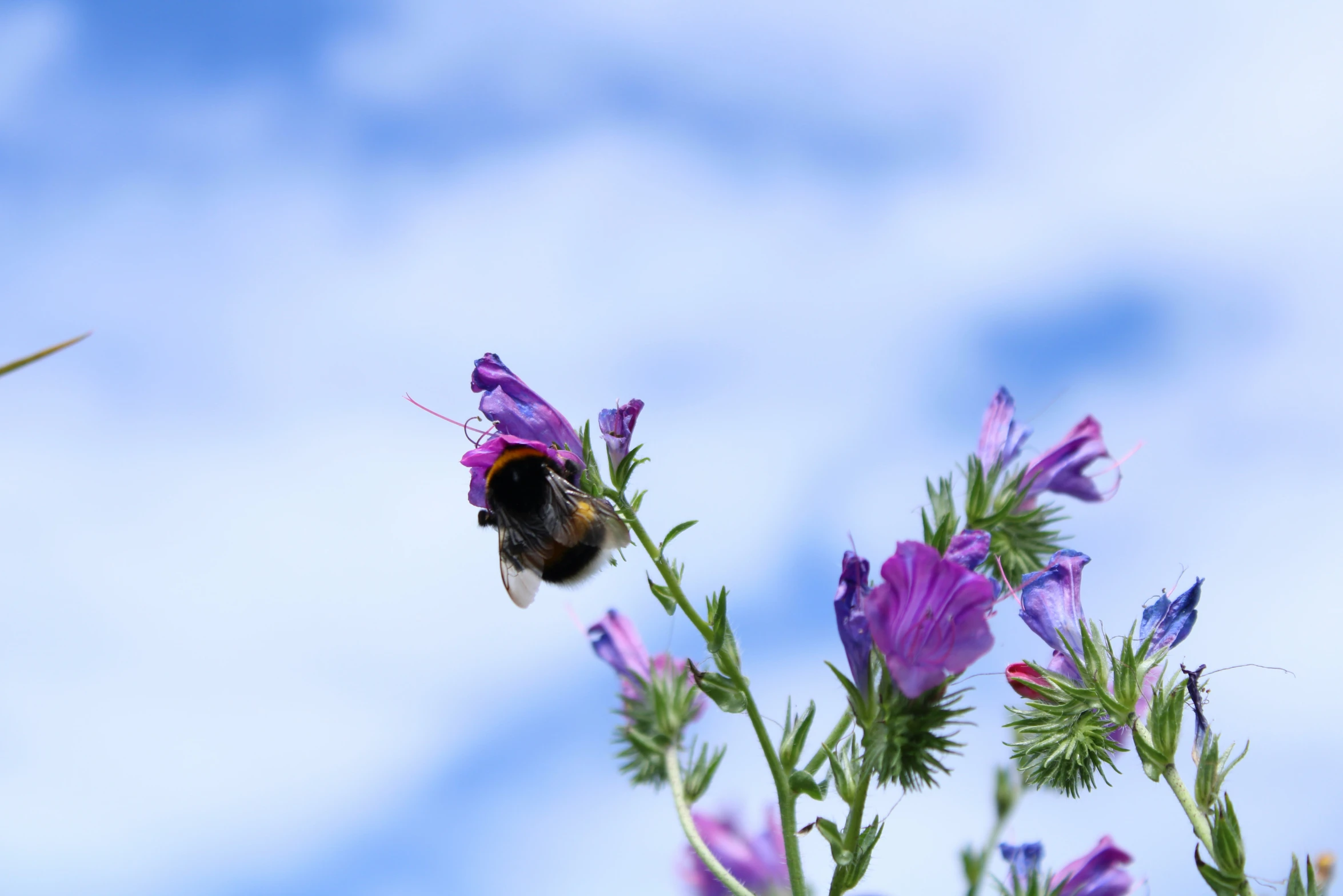 purple flowers with yellow petals near a flying bird