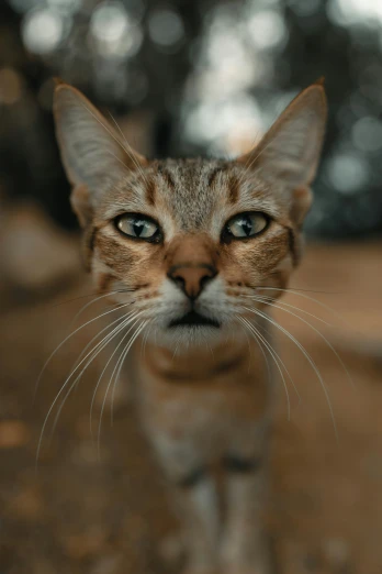 a tabby cat staring with it's eyes closed