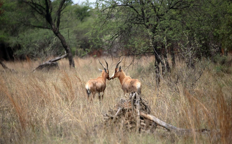 two deer are standing in tall grass with trees in the background