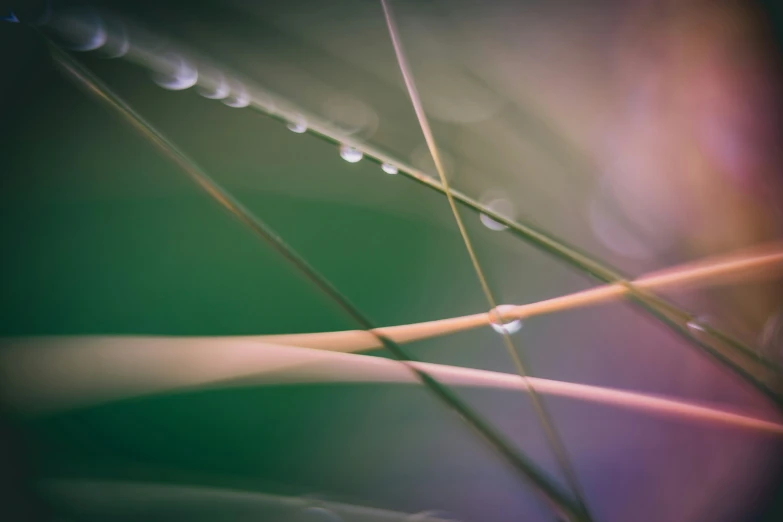 a closeup of a water droplets on the tip of the flower