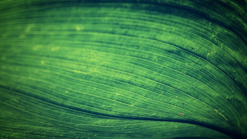 the back end of an artificial plant with a green leaf textured to it