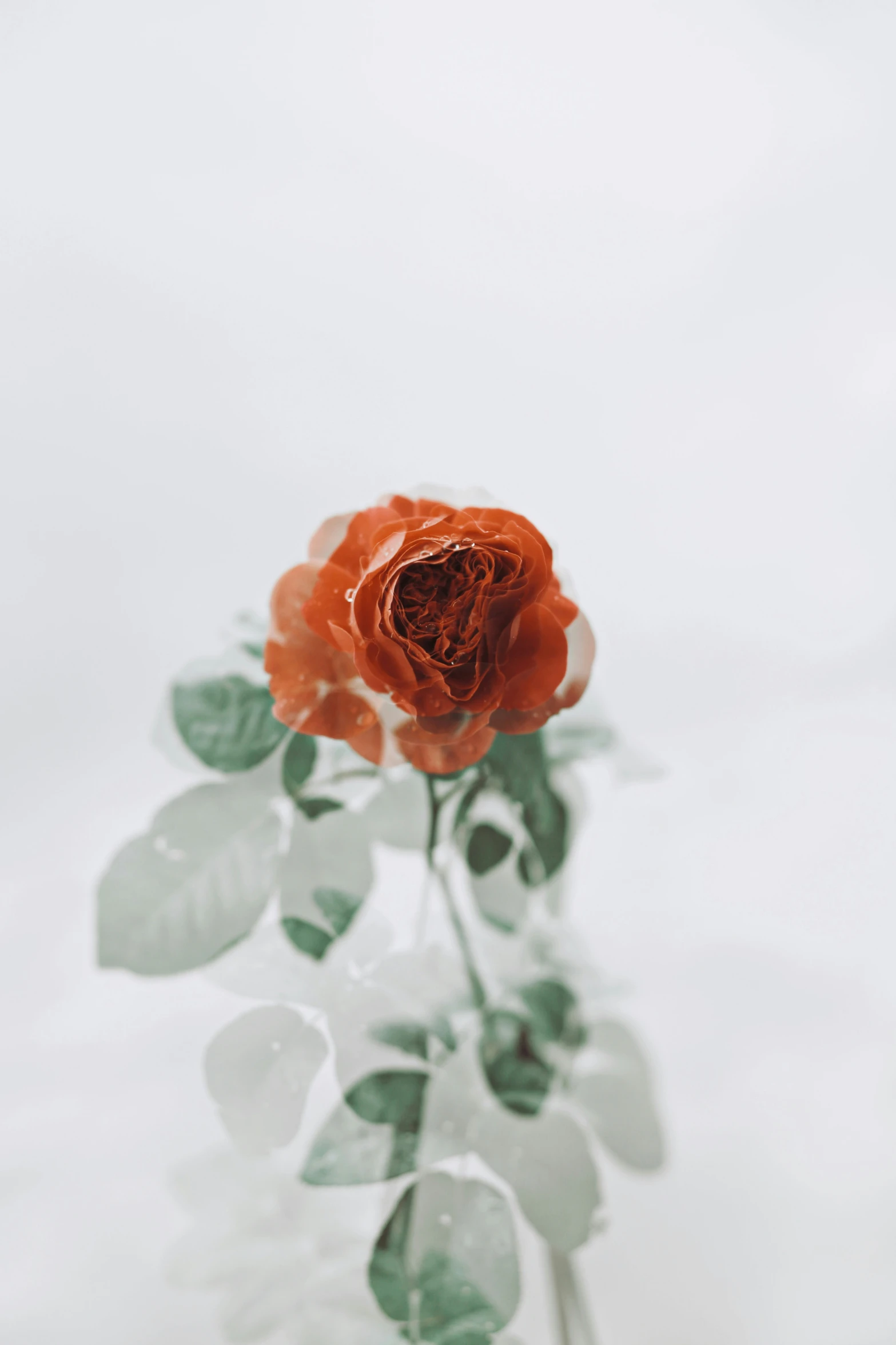 a single red rose in the center of a glass vase