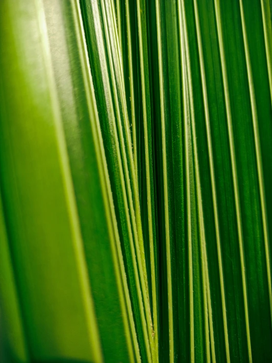 the back side of a plant is blurred by the light