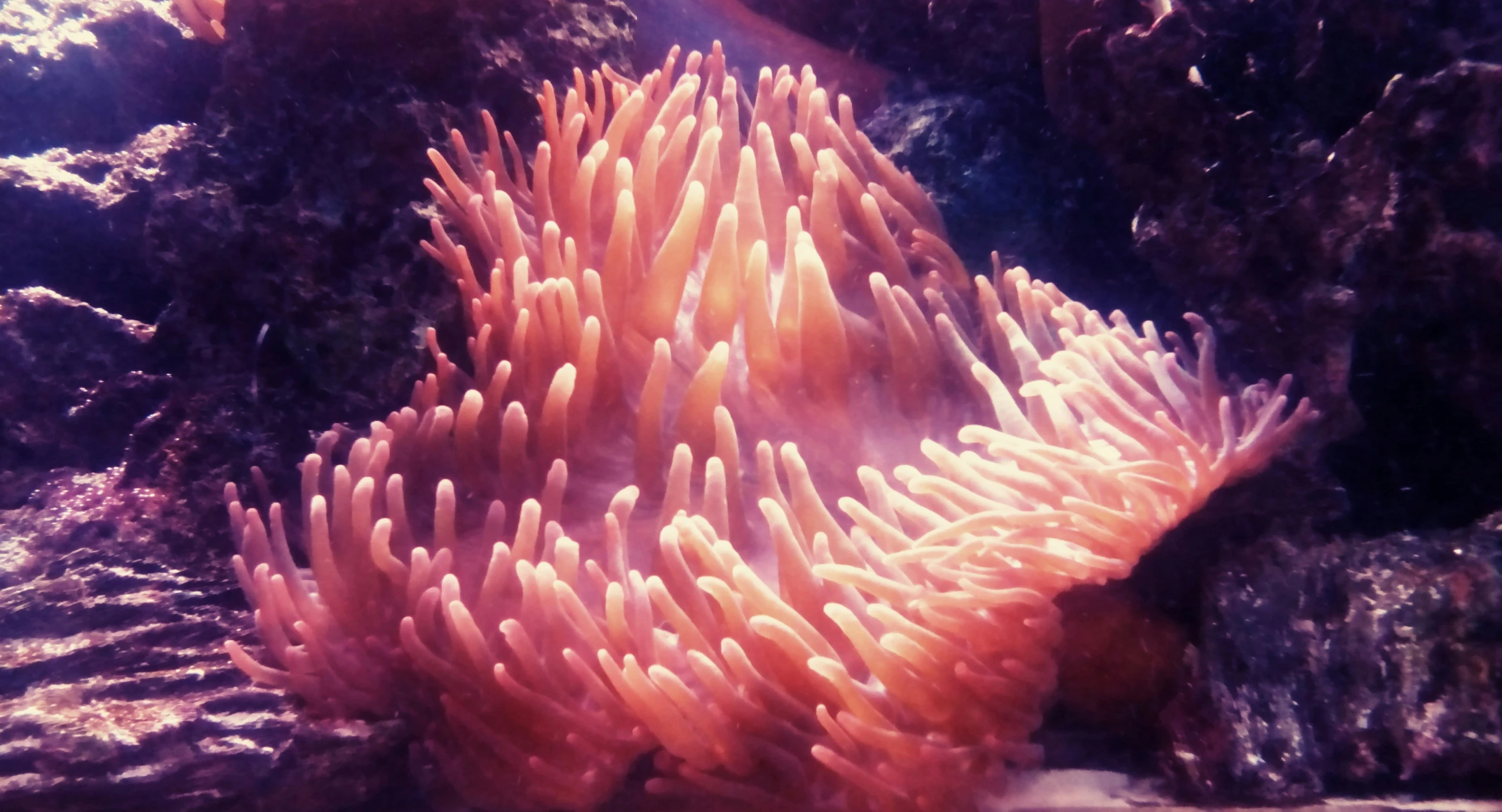 some sea anemone in some water and rocks