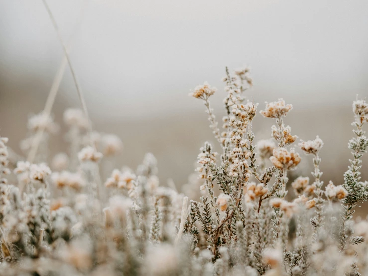 closeup of flowers with a hazy sky in the background