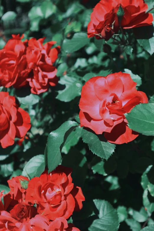 an area with many red flowers that have many green leaves