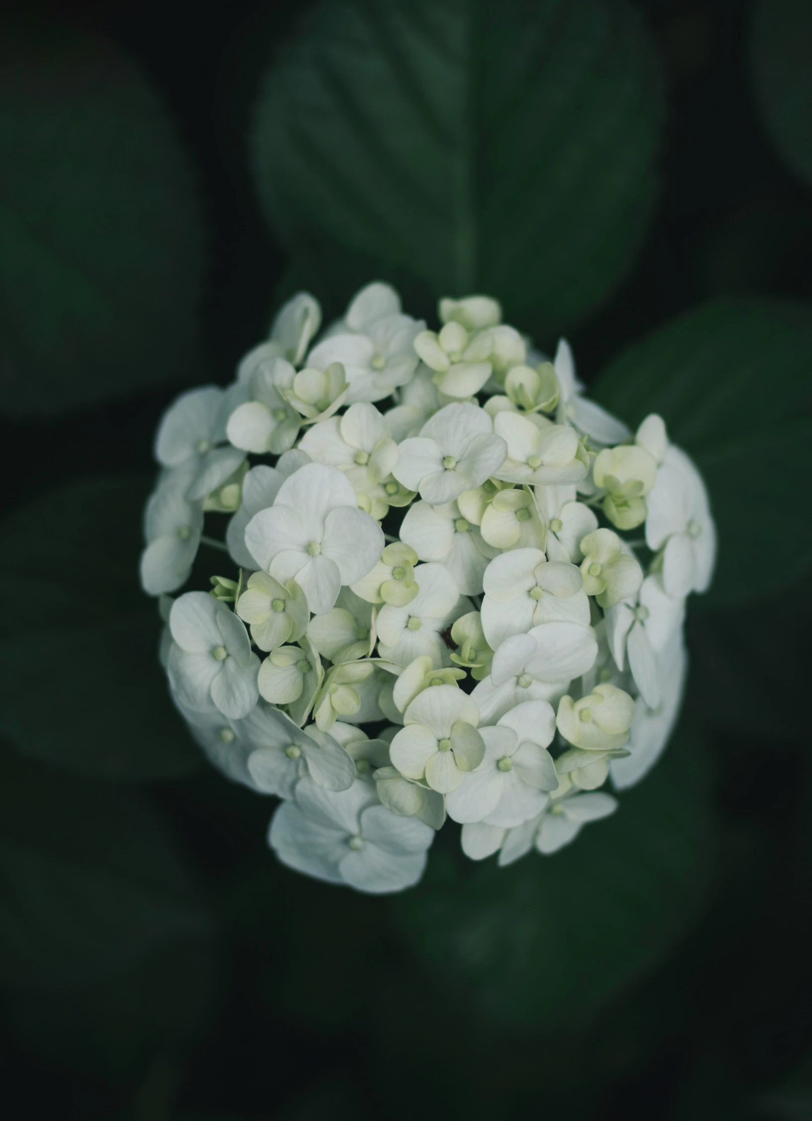 white flowers are shown in the middle of a black and green pograph