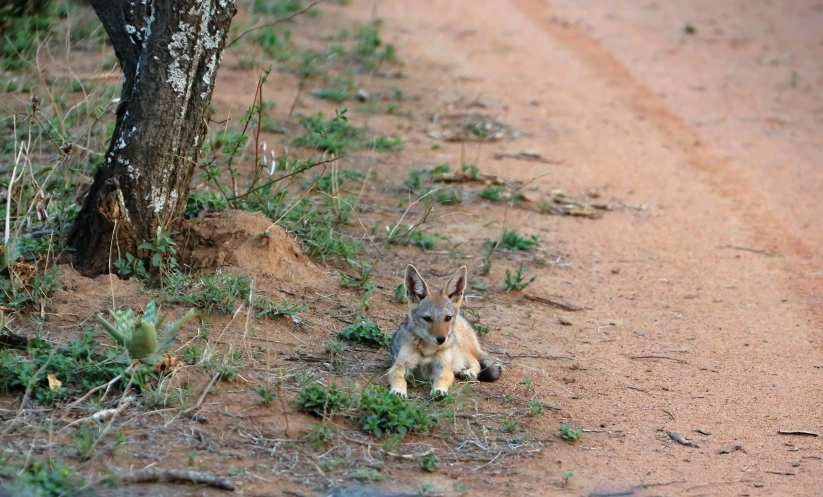 a kangaroo laying on a dirt road near a tree