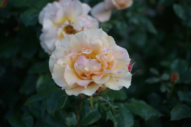 pink and yellow roses are blooming on a green bush