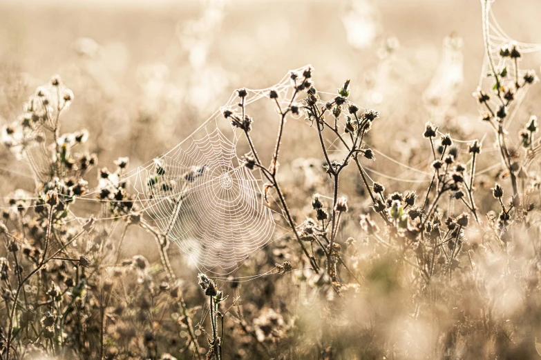 some very long thin spiderwerters in the grass