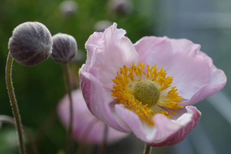 pink flower with green stems and a white flower