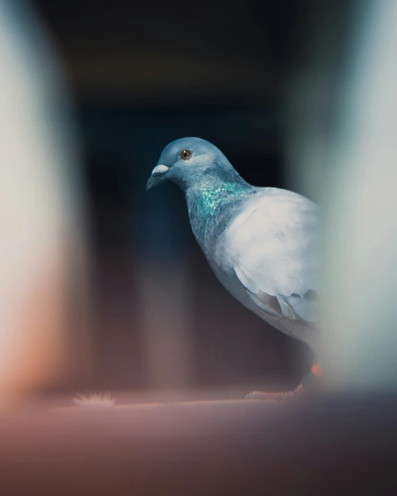 a small white bird with green eyes standing on a wooden platform