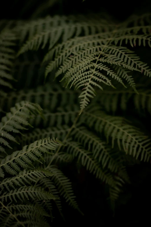 a plant with very large leaves is shown in the darkness