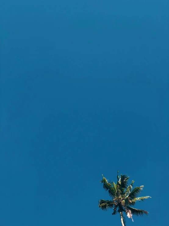 a jet plane flying above palm trees with a blue sky