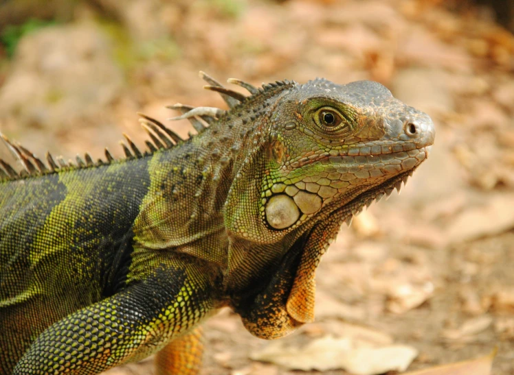 a close - up view of an iguana that is walking on a dirt ground