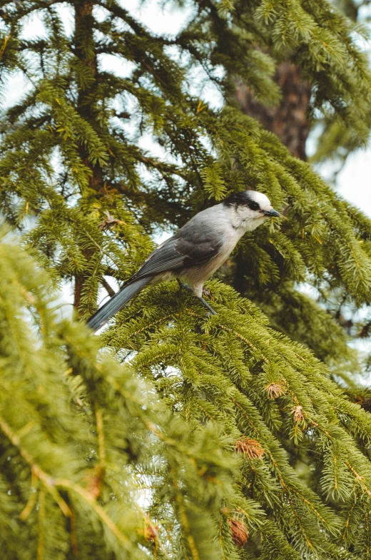 there is a bird sitting on a pine tree nch