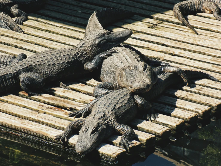 alligators sitting and lying together on the boardwalk