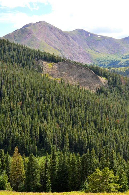 a small cow eating grass near a forested area