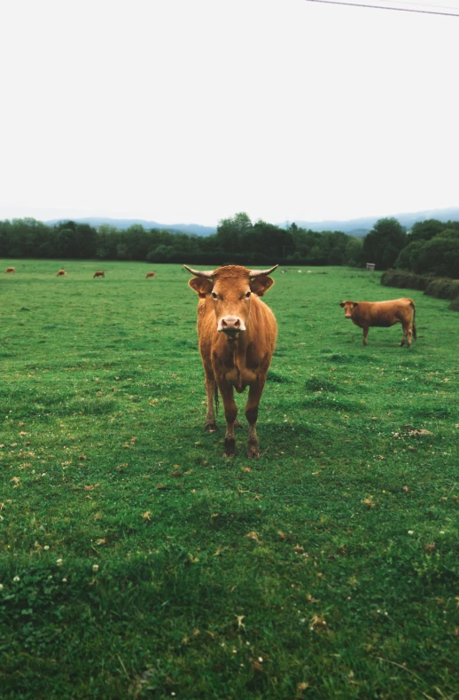 two cows in the grass with a sky background