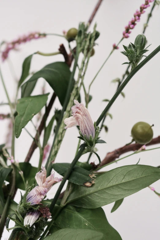 a white and purple flower on a plant with leaves