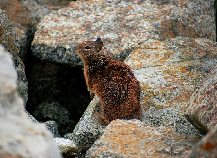 a little yellow and brown animal standing on rocks