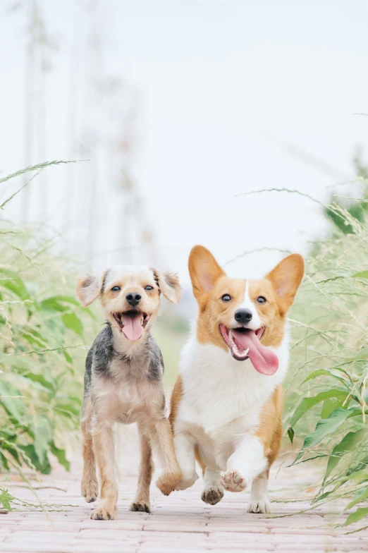 the two dogs are running on the path together