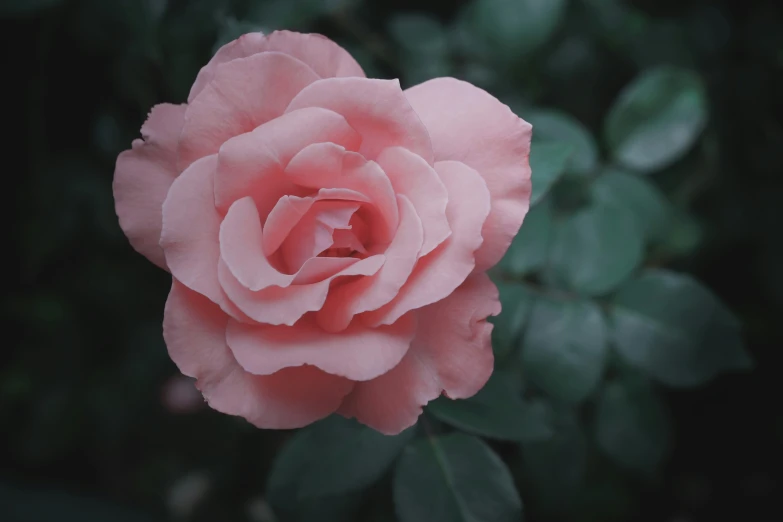 closeup of a pale pink flower with leaves