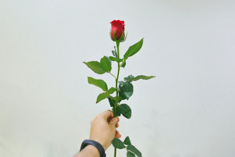 a hand is holding onto the top of a long stem rose