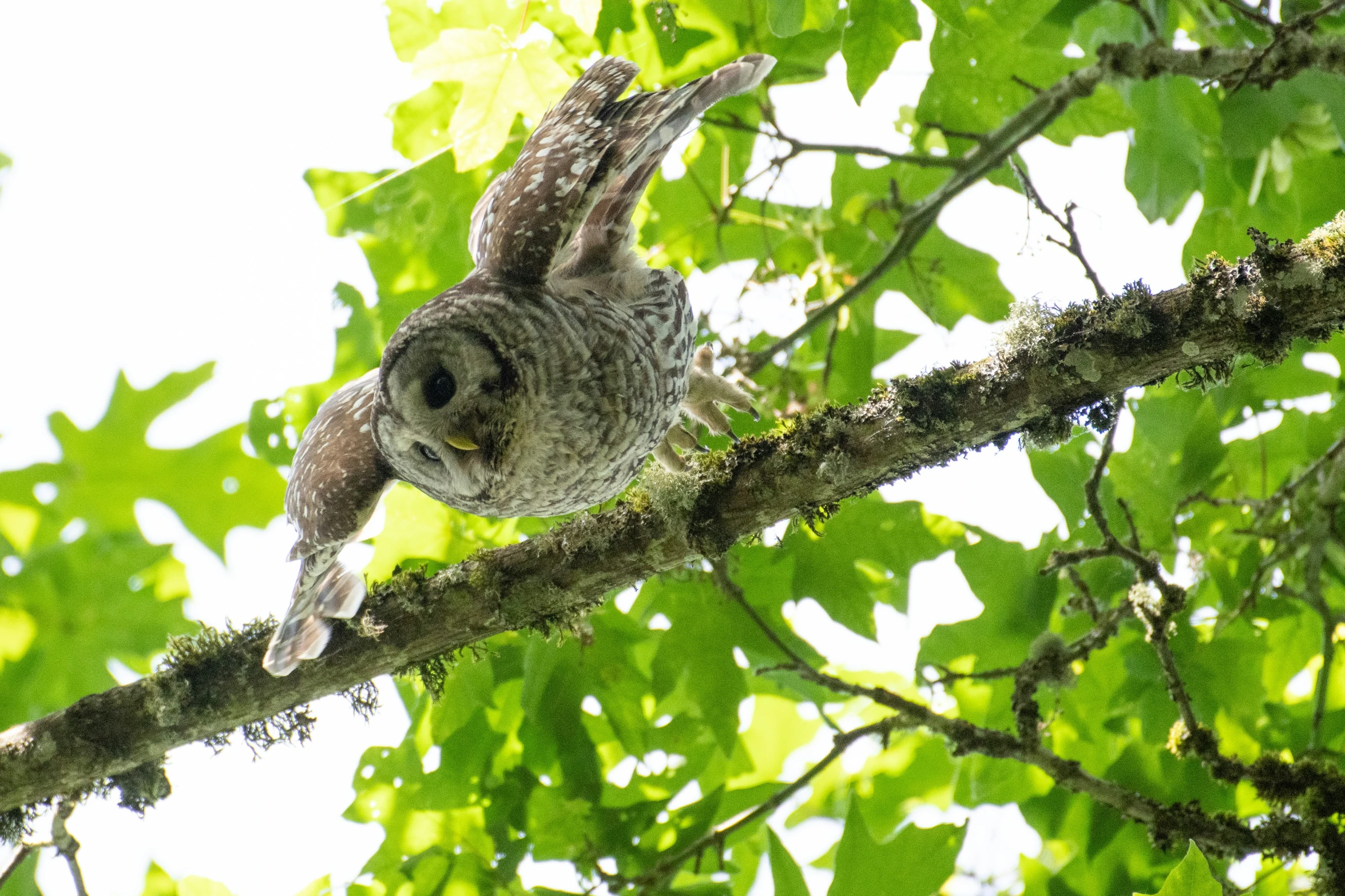 an owl is perched in the nches of the tree