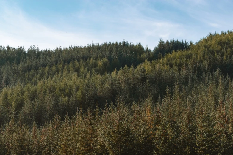 a hillside covered in trees and bushes on a sunny day