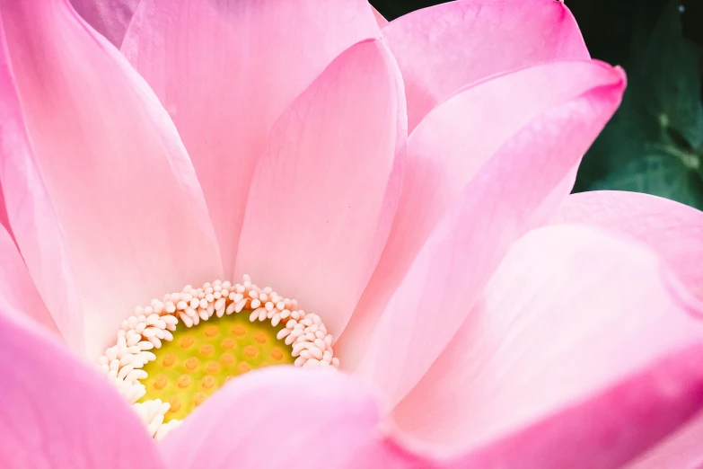 the petals and center of a large pink flower