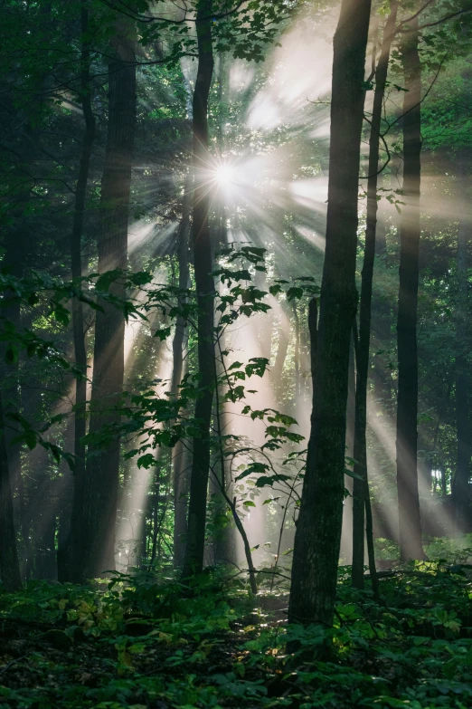 sunlight rays are streaming through a misty forest