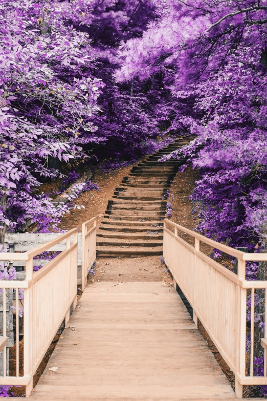the steps are surrounded by purple trees