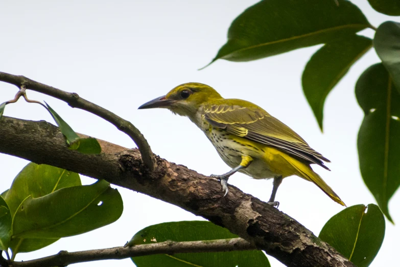 a bird sitting on a tree nch with leaves in the background