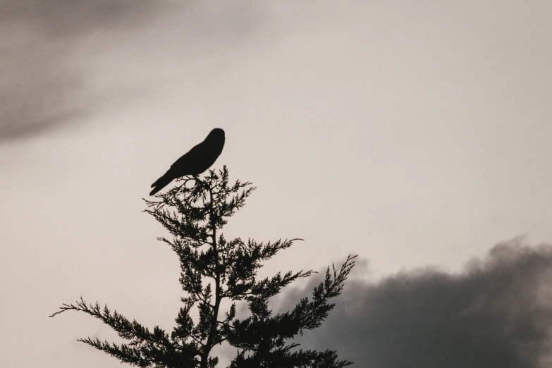 black bird perched atop a tree in a cloudy sky