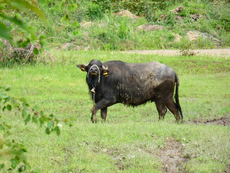 the large, black bull is looking for food in the wild