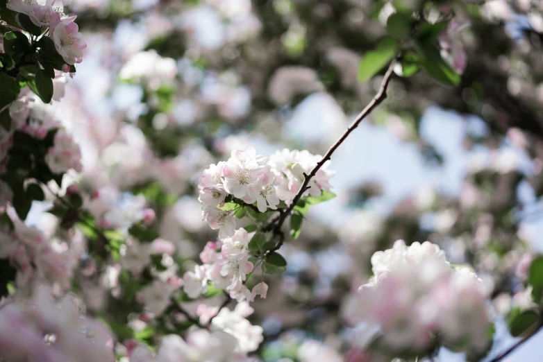 the flowers are blooming in the early morning