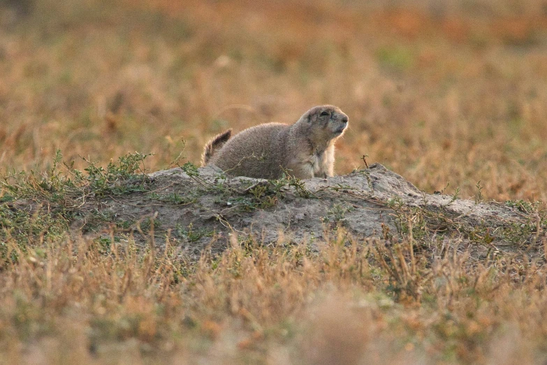 an animal that is standing in the grass