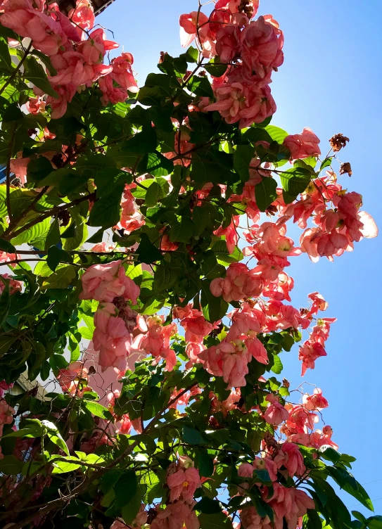 this beautiful pink flower is blooming everywhere outside