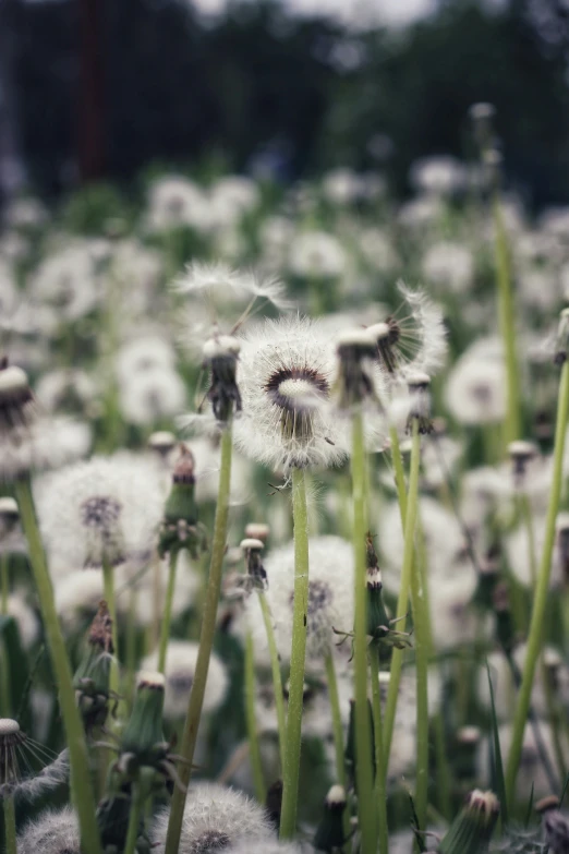 the dandelion is growing in the middle of the field