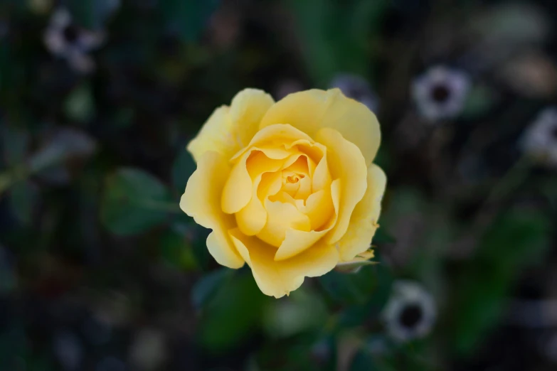 a yellow rose is standing out in a field