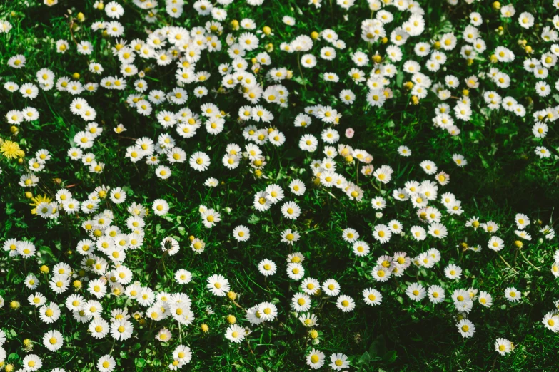daisies in the grass are sown together