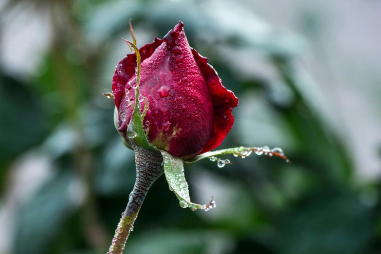 a red flower with a bug crawling on it